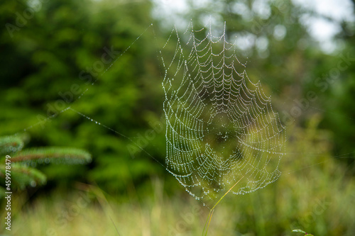 Cobweb with dew drops in evergreen