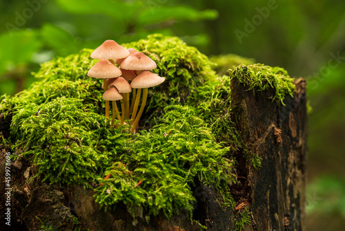 Bunch of forest mushrooms (maybe funeral bell, Galerina marginata) growing on a deadwood tree stump covered with moss, Teutoburg Forest, Germany