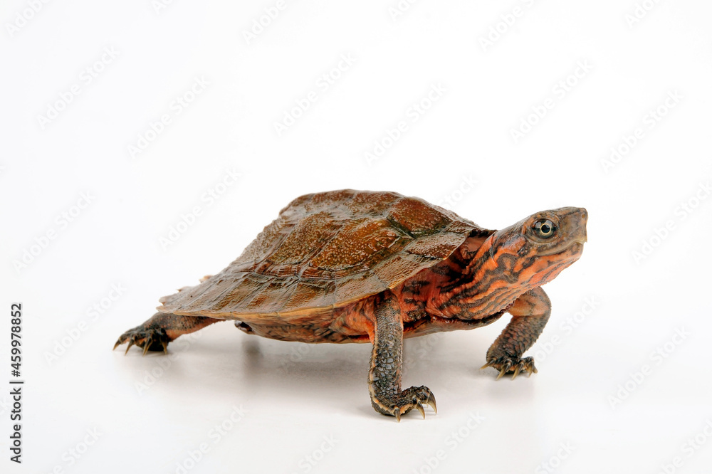 Naklejka premium Blattschildkröte, Dornrandschildkröte // Asian leaf turtle (Cyclemys dentata)