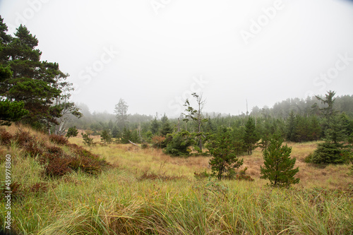 Fototapeta Naklejka Na Ścianę i Meble -  Misty Morning Plains Grass Landscape Walking Path