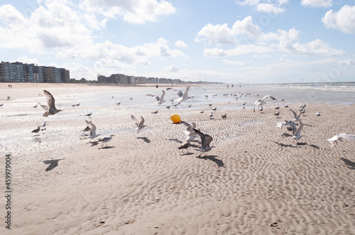 Seagulls fly low over water and sandy beach, blue sky and white clouds