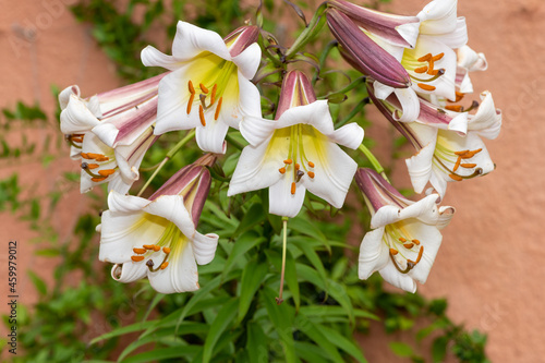 Lilium black dragon (lilium leucanthum) flowers photo