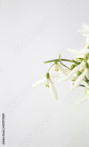 Snowdrop, spring white flower. Bouquet of fresh snowdrops flowers on the white background. Vertical. White background with place for text and title