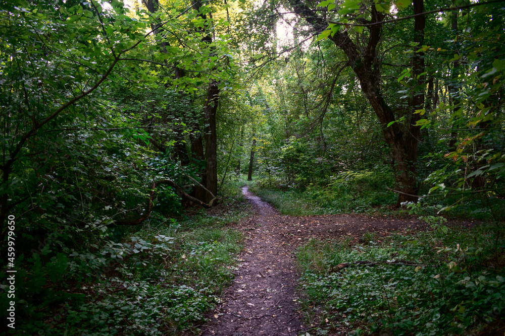 Ground paths among dense green thickets and trees in the park