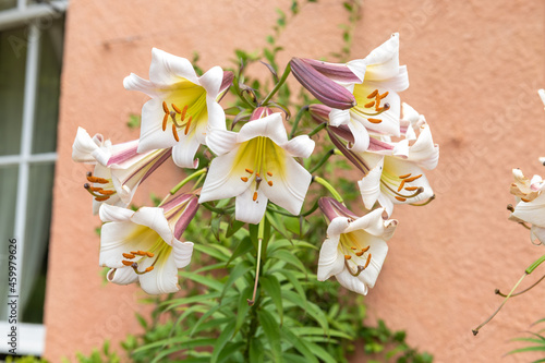 Lilium black dragon (lilium leucanthum) flowers in bloom photo