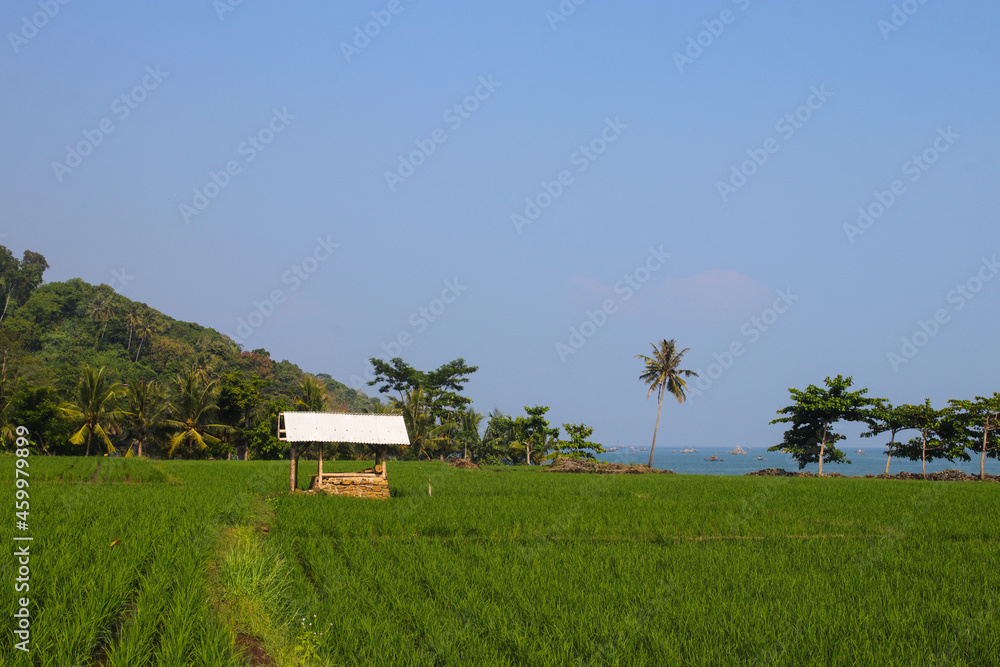 Obraz premium Rice fields with clear blue sky and coconut tree in the morning near the Loji beach Sukabumi, Indonesia.