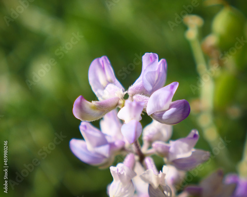 Sierra Nevada Purple Flowers