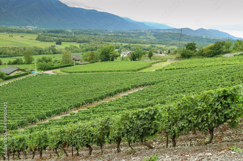 A French vineyard plantation in the foot of mountain in Savoie region, during summer while its bearing fruit with mountain and sky at background and green nature