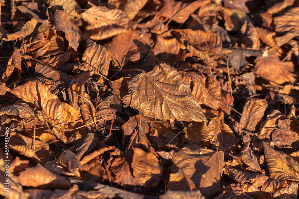 Dry leaves on the ground in the forest Dry leaves on the ground in the forest