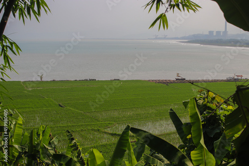 Rice fields with clear blue sky and coconut tree in the morning near the Loji beach Sukabumi, Indonesia. photo