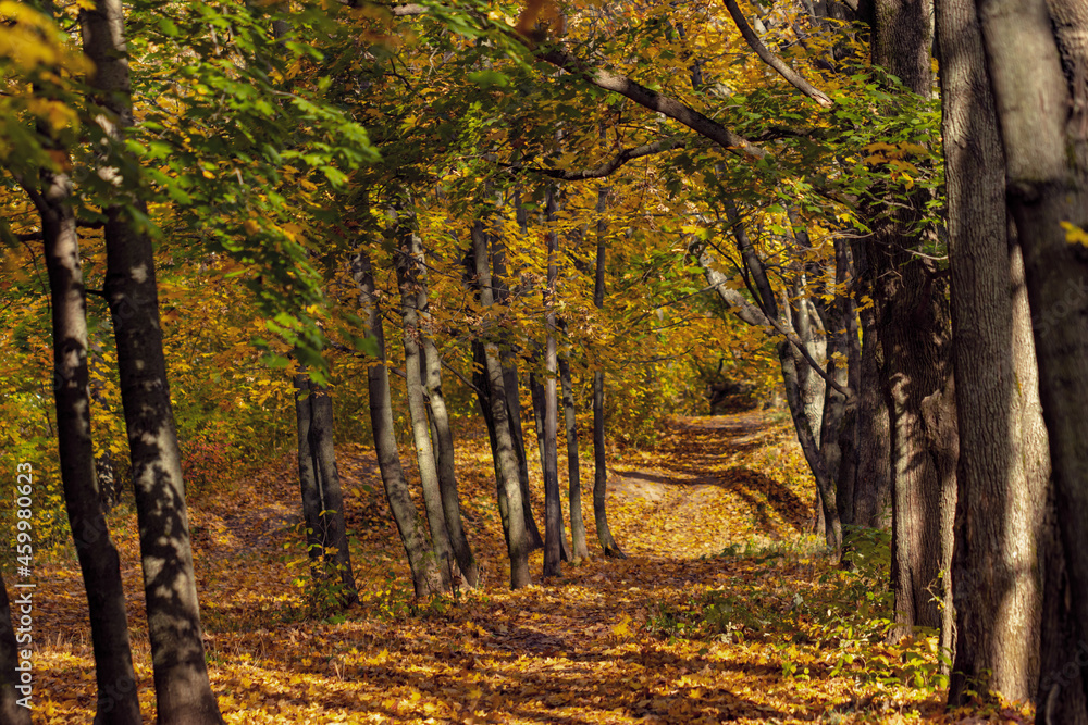 Obraz premium Path in the autumn forest
