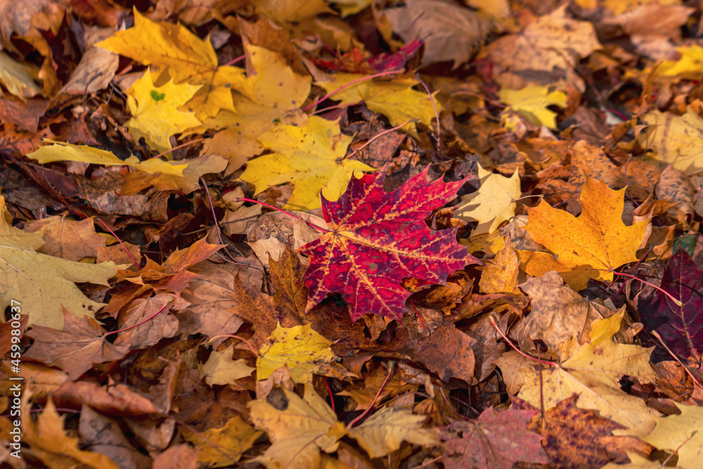 Autumn leaves on the ground in the forest Autumn leaves on the ground in the forest