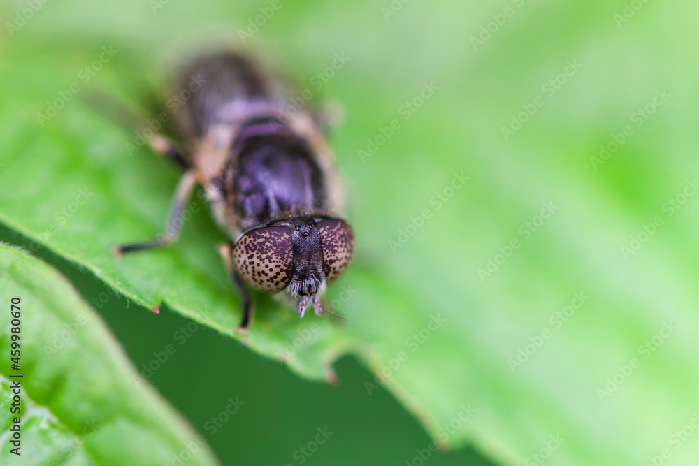 Syrphid Fly Eristalinus aeneus sitting on green leave Syrphid Fly Eristalinus aeneus sitting on green leave