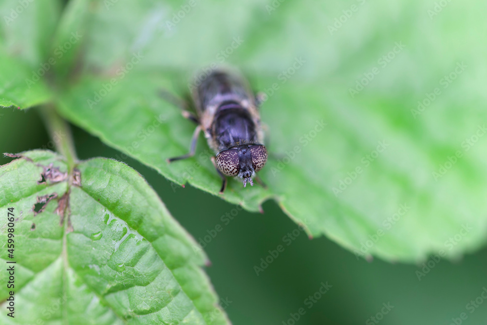 Syrphid Fly Eristalinus aeneus sitting on green leave Syrphid Fly Eristalinus aeneus sitting on green leave