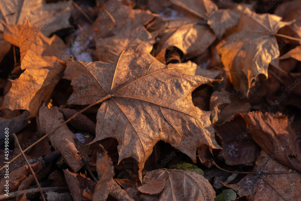 Dry leaves on the ground in the forest