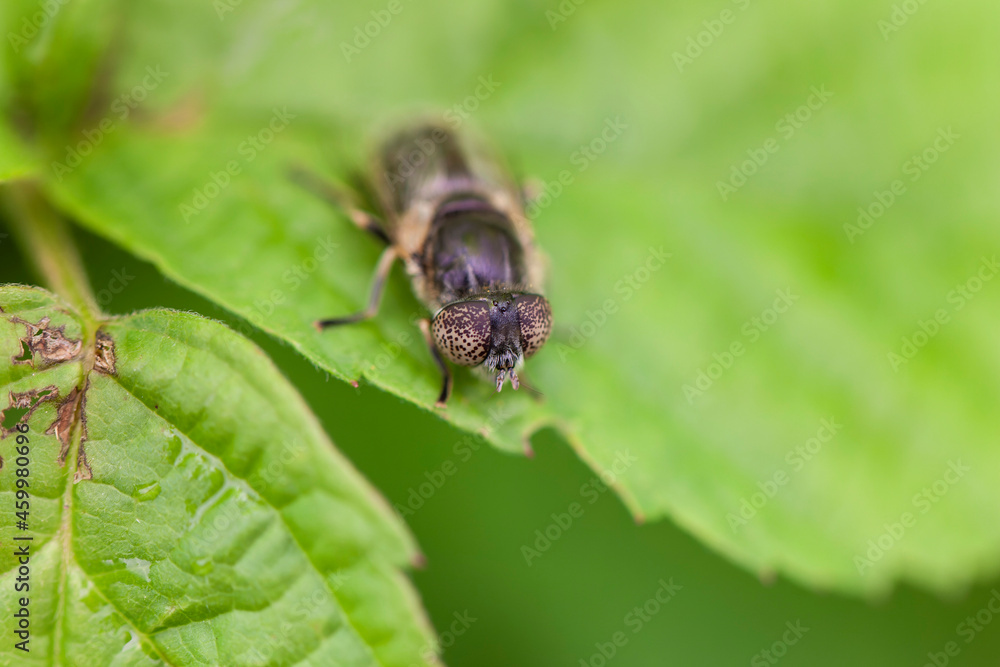 Syrphid Fly Eristalinus aeneus sitting on green leave Syrphid Fly Eristalinus aeneus sitting on green leave