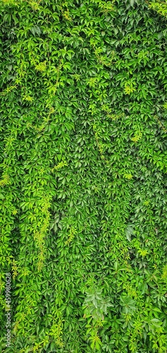 hedge green background whith a copy space