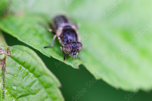 Syrphid Fly Eristalinus aeneus sitting on green leave © denis