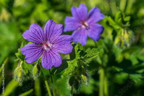 Beautiful purple geranium flower in sunlight