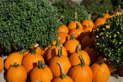 Pumpkins and Mums