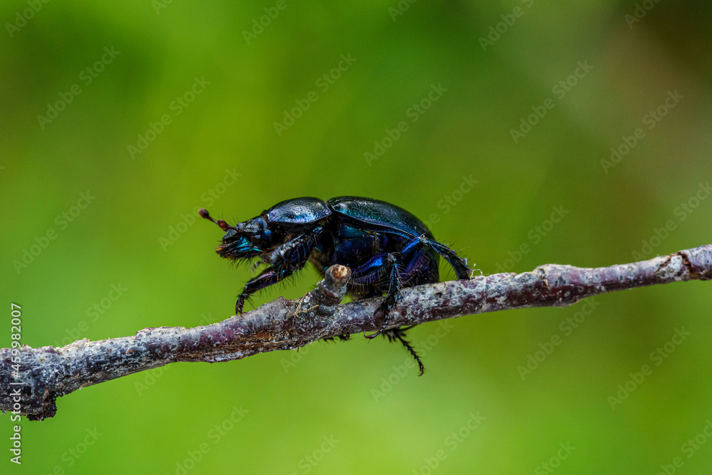 Black and blue dor beetle crawling on a branch Black and blue dor beetle crawling on a branch