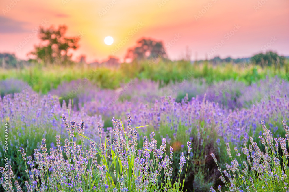Violet lavender field at sunset