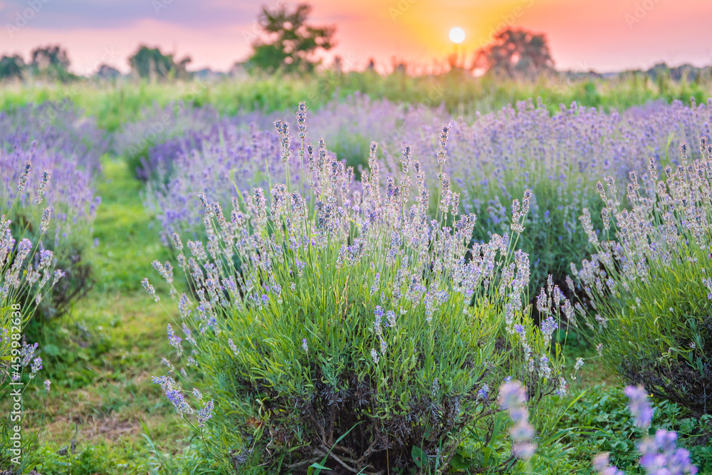 Naklejka premium Violet lavender field at sunset