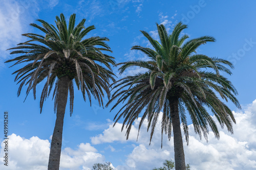 Slender palm trees with blue sky and clouds background. 