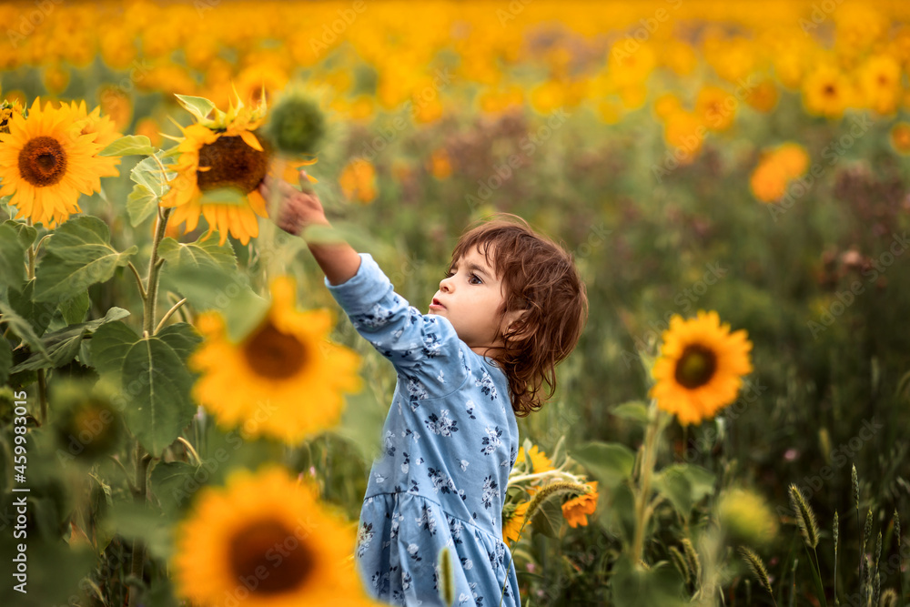 Little beautiful girl in a dress holds a sunflower in a summer field. Little beautiful girl in a dress holds a sunflower in a summer field.