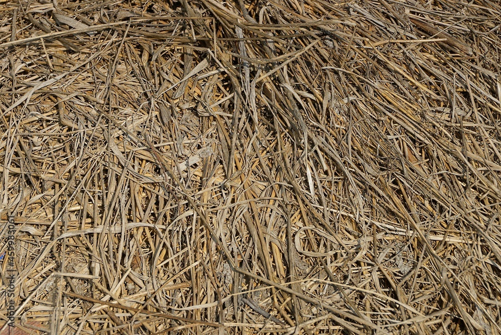 natural plant texture from dry brown gray grass in a field natural plant texture from dry brown gray grass in a field