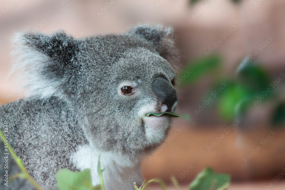 Obraz premium Koala (Phascolarctos cinereus) feeding on Eucalyptus-leaves
