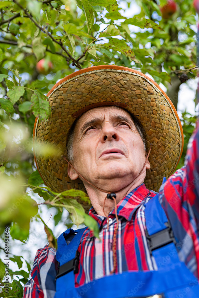 Happy senior farmer proudly looking at his apples hanging at the tree. Organic apples and fruits concept. Stock photo