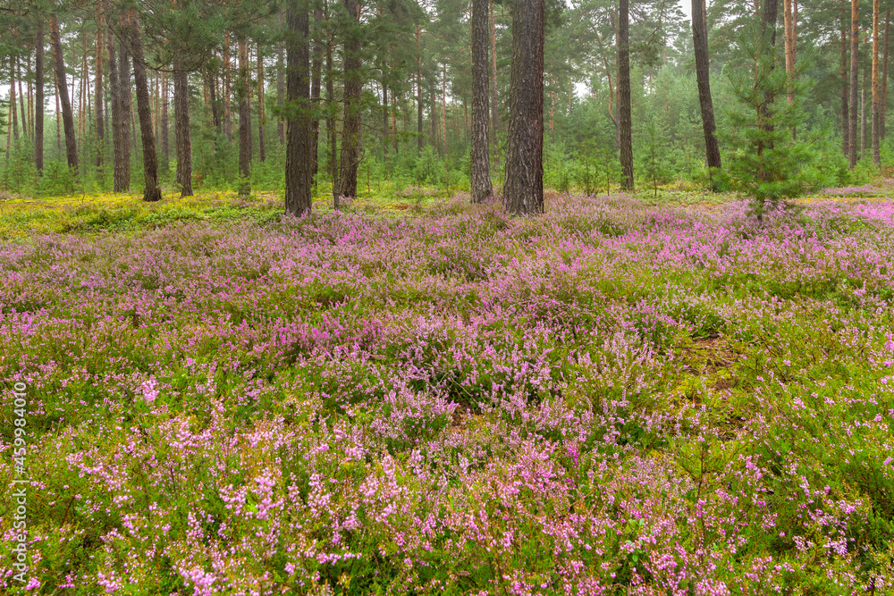 Foggy pine forest with blooming heather (Calluna vulgaris, ling) Foggy pine forest with blooming heather (Calluna vulgaris, ling)