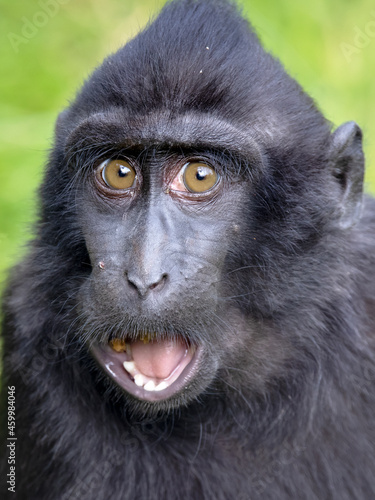 Closeup photo of a crested macaque  Macaca nigra  looking at camera