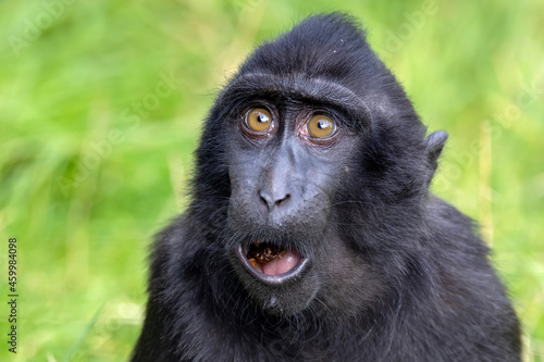 Closeup photo of a crested macaque (Macaca nigra) looking at camera