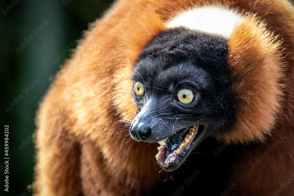 Obraz premium Closeup photo of Red ruffed lemur (Varecia rubra) shouting
