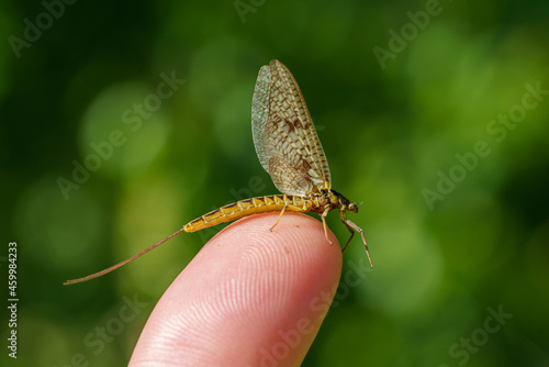 Detailed close up of a mayfly sitting on my finger