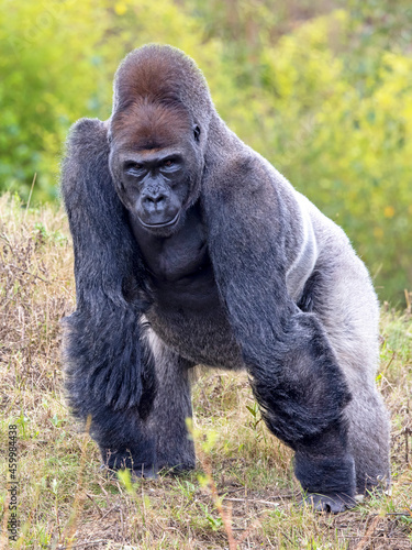 Fototapeta Closeup photo of Western Lowland gorilla looking at camera