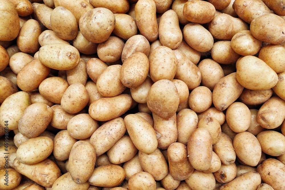 Large pile of potatoes on market counter. Food background and potatoes harvest concept. Large pile of potatoes on market counter. Food background and potatoes harvest concept.