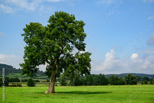 Beautiful solitary ash tree (Fraxinus excelsior) with green foliage under a cloudy blue sky on a floodplain meadow near the Emmer river, Lügde, Teutoburg Forest, Germany