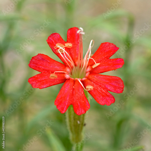 Closeup of a pretty little red Planks catchfly flower photo