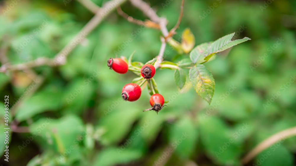 close up view of dog rose (Rosa canina) close up view of dog rose (Rosa canina)