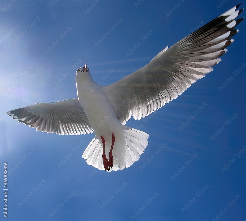 Fototapeta premium Beautiful healthy Australian white Seagull, Silver Gull, flying