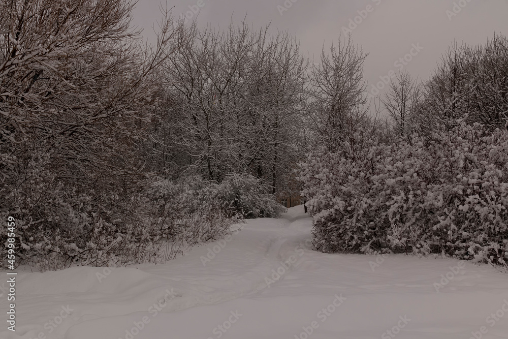 Obraz premium The snow on trees against the sky by winter day
