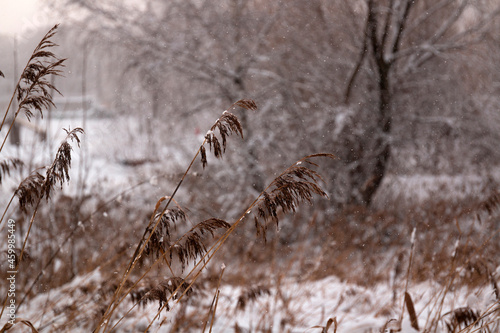 The snow on a wilted plants against a forest by winter day