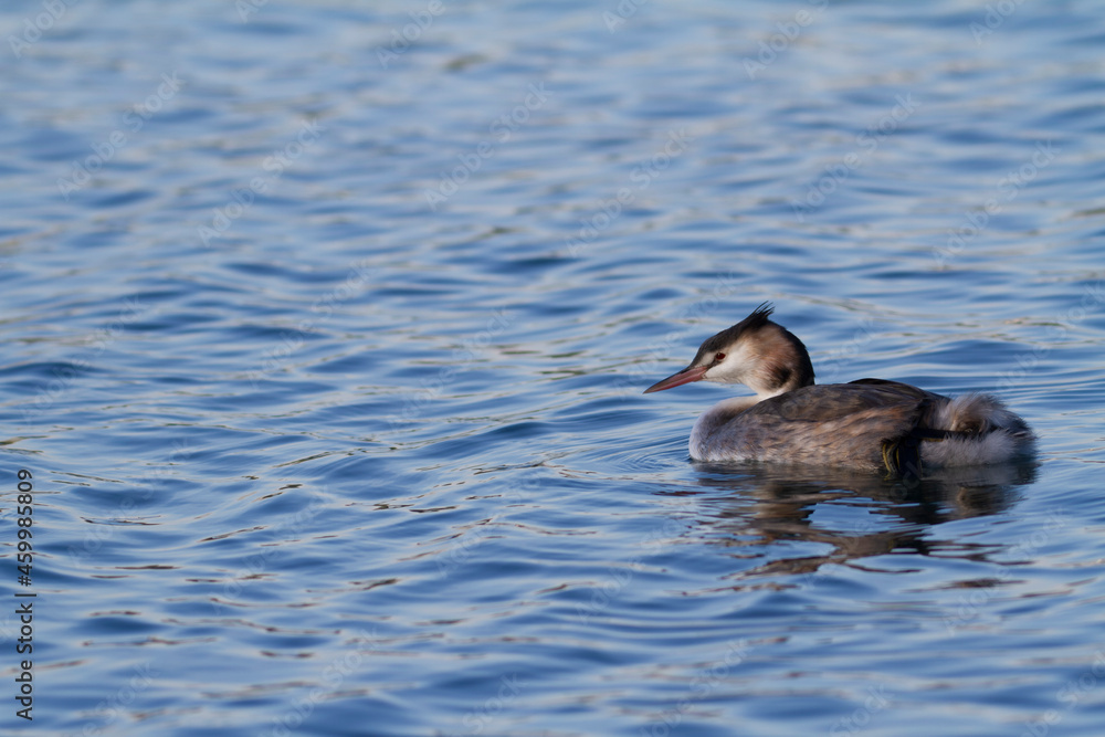 Great crested Grebe Podiceps cristatus on pond Great crested Grebe Podiceps cristatus on pond