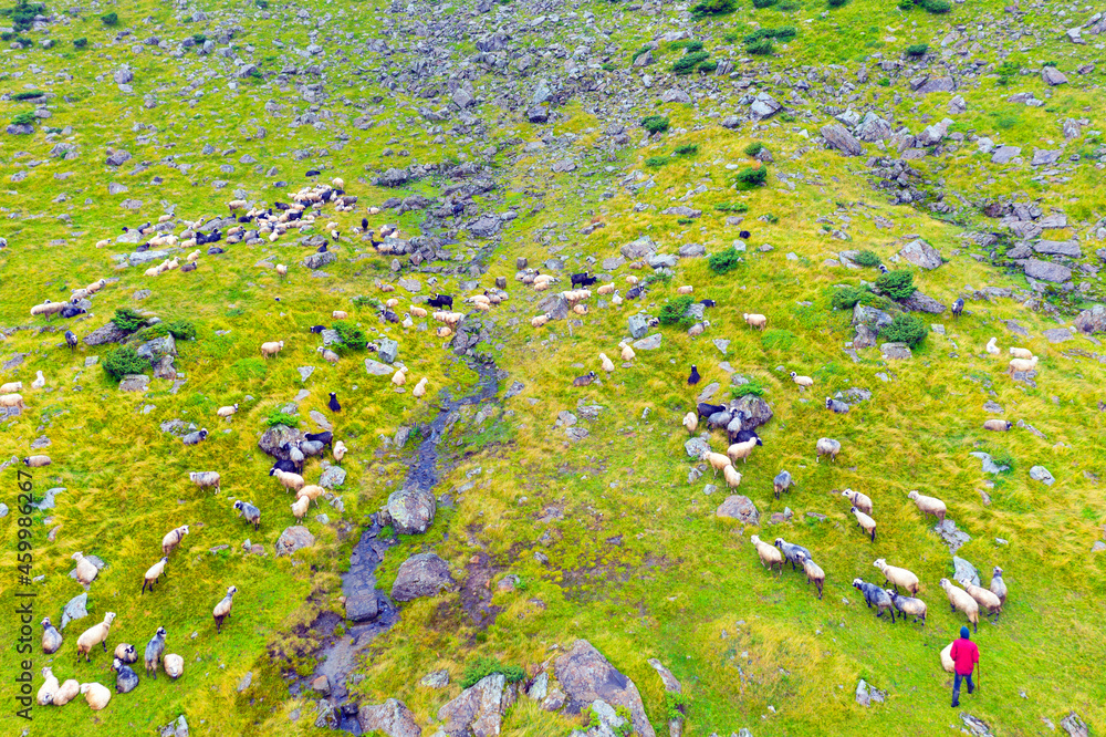 Sheep near a winding stream