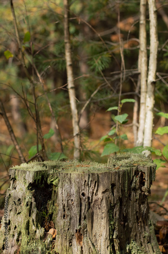 Blurred image of a stump with moss on a background of an autumn forest.Natural background.