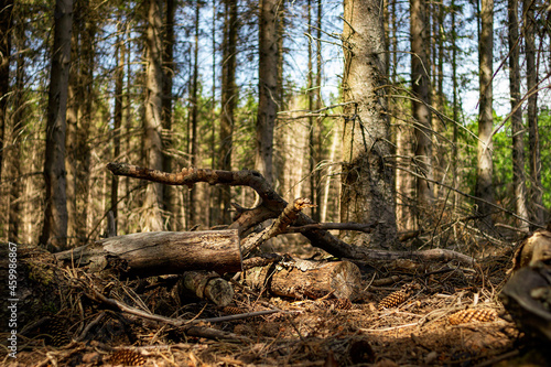 forest scene with fallen tree in a german forest