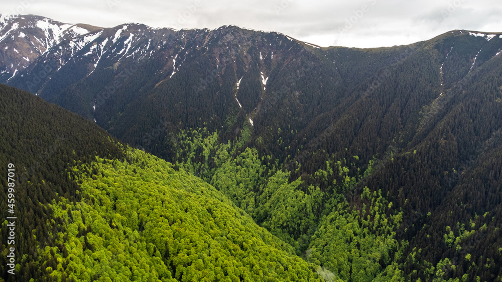 Fototapeta premium Primeval forest of Fagaras mountains national park in Romania